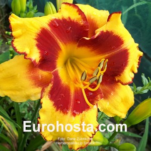 Hemerocallis Lip Smack