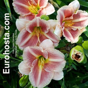 Hemerocallis Little Anna Rosa 