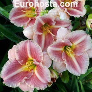 Hemerocallis Little Anna Rosa 