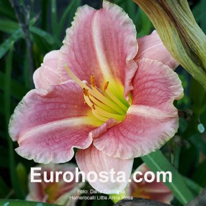 Hemerocallis Little Anna Rosa 