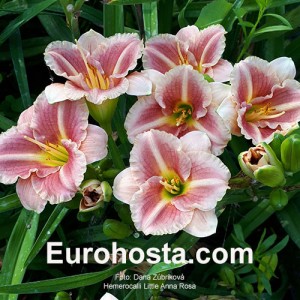 Hemerocallis Little Anna Rosa 