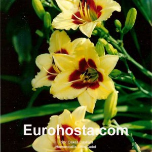 Hemerocallis Little Cadet