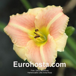Hemerocallis Little Anna Rosa - Eurohosta