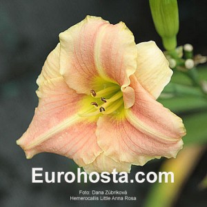 Hemerocallis Little Anna Rosa - Eurohosta