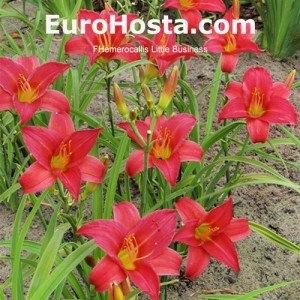 Hemerocallis Little Business