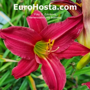 Hemerocallis Little Business