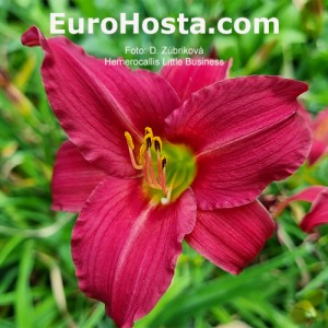 Hemerocallis Little Business