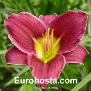 Hemerocallis Little Missy - Eurohosta