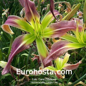 Hemerocallis Loopy Loo - Eurohosta