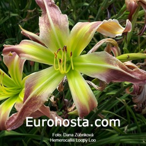 Hemerocallis Loopy Loo - Eurohosta