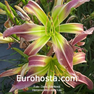 Hemerocallis Loopy Loo - Eurohosta