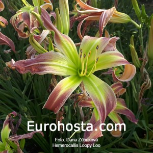 Hemerocallis Loopy Loo - Eurohosta