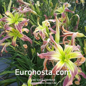 Hemerocallis Loopy Loo - Eurohosta