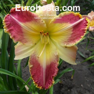 Hemerocallis Lotus Position - Eurohosta