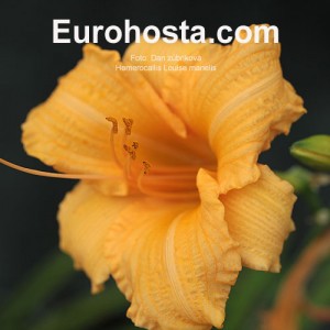 Hemerocallis Louise Manelis - Eurohosta