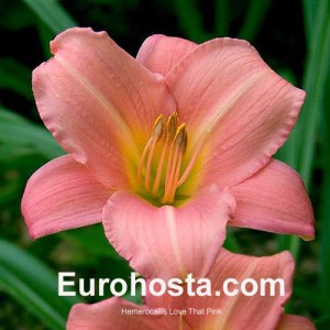 Hemerocallis Love That Pink - Eurohosta