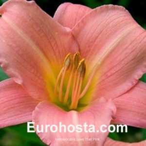 Hemerocallis Love That Pink - Eurohosta