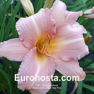 Hemerocallis Love That Pink - Eurohosta