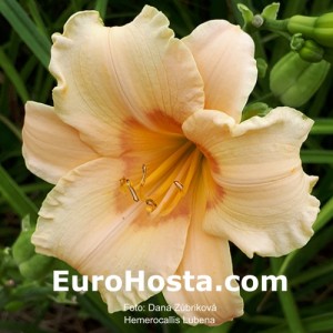 Hemerocallis Lubena