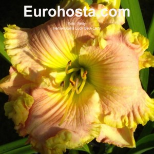 Hemerocallis Luck Be A Lady