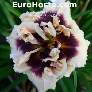 Hemerocallis Lucky Pierre