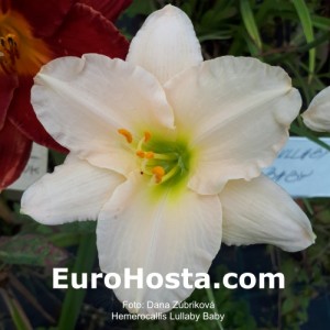 Hemerocallis Lullaby Baby