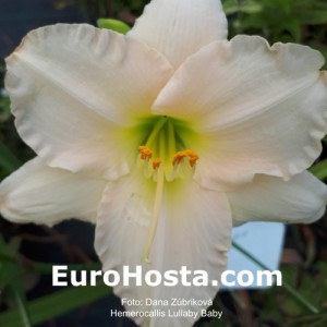 Hemerocallis Lullaby Baby