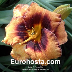 Hemerocallis Madeline Nettles Eyes