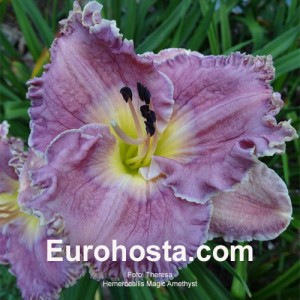  Hemerocallis Magic Amethist