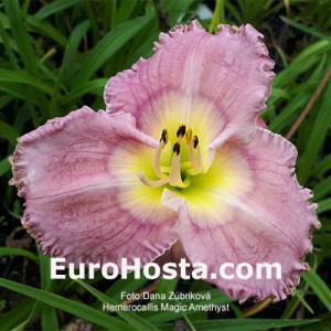  Hemerocallis Magic Amethist