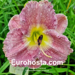  Hemerocallis Magic Amethist