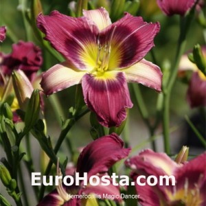 Hemerocallis Magic Dancer 