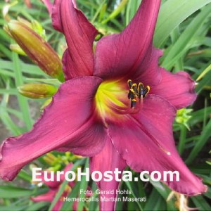 Hemerocallis Martian Maserati 