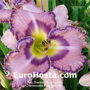 Hemerocallis Mardi Gras Ball