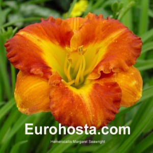 Hemerocallis Margaret Seawright - Eurohosta