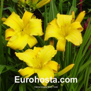 Hemerocallis Mary Tood - Eurohosta