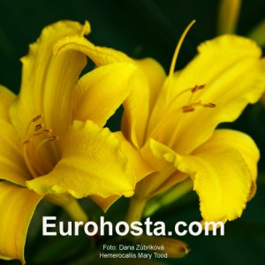 Hemerocallis Mary Tood - Eurohosta