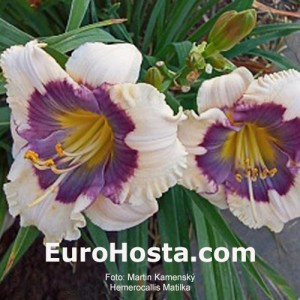 hemerocallis Matilka