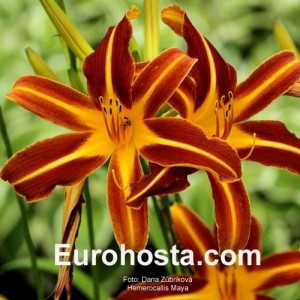 Hemerocallis Stern Von Rio - Eurohosta