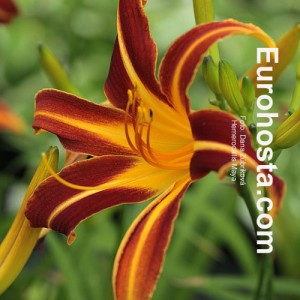 Hemerocallis Stern Von Rio - Eurohosta