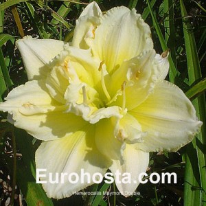 Hemerocallis Maymont Double