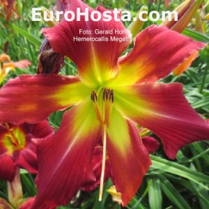 Hemerocallis Megatron