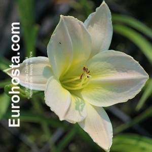 Hemerocallis Melody in Pink - Eurohosta