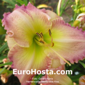 Hemerocallis Memorable Kiss