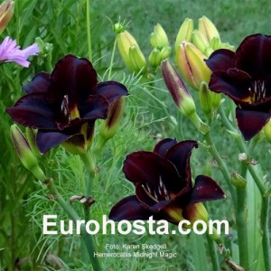 Hemerocallis Midnight Magic 