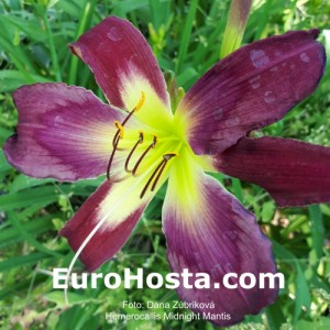 Hemerocallis Midnight Mantis