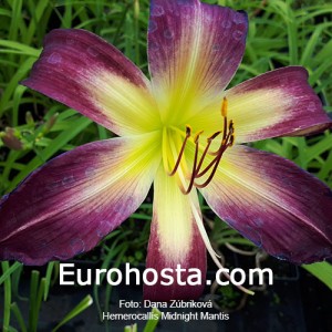 Hemerocallis Midnight Mantis