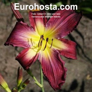 Hemerocallis Midnight Mantis