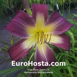 Hemerocallis Midnight Mantis