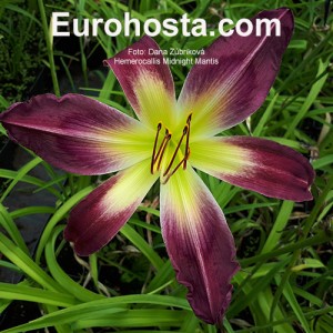 Hemerocallis Midnight Mantis